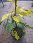 Preview: calocedrus decurrens aureovariegata 1